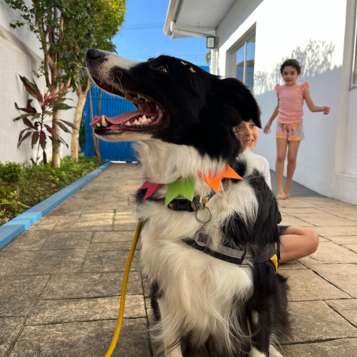 Cinoterapia “Terapia Assistida por Cães”